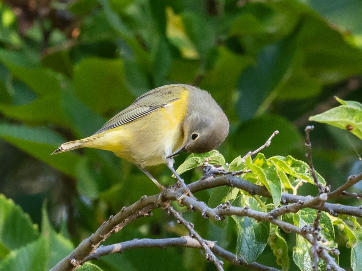 Nashville Warbler - ML623901008