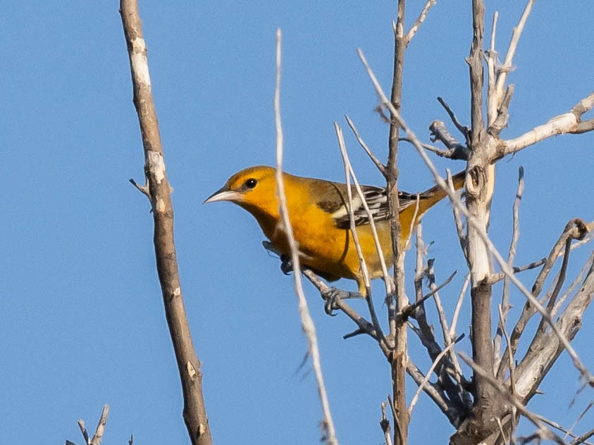 Baltimore Oriole - ML623901021