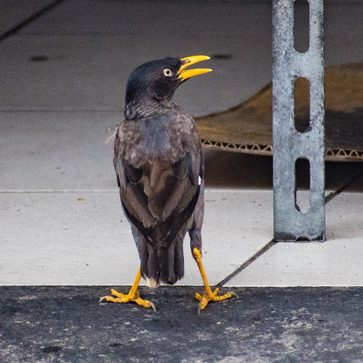 Javan Myna - Liling Warren