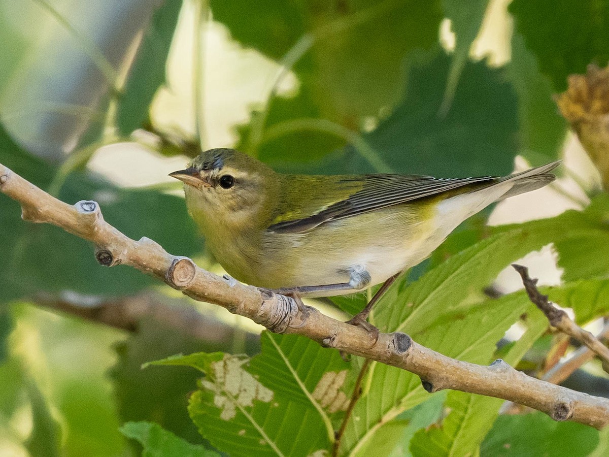 Tennessee Warbler - ML623901066