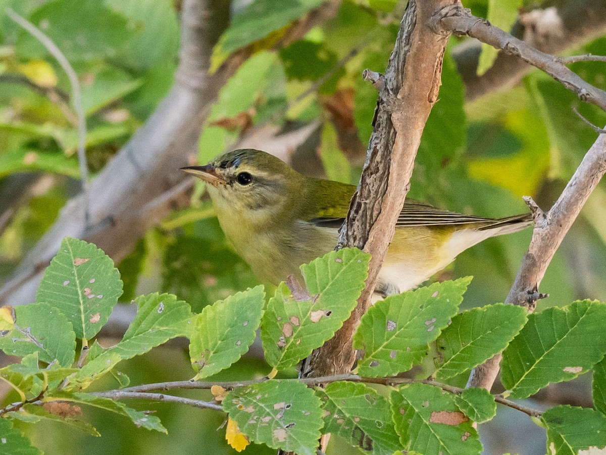 Tennessee Warbler - ML623901067