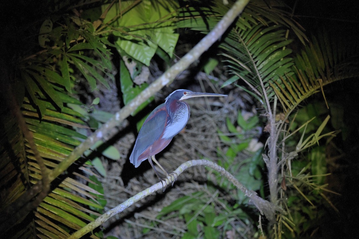 Agami Heron - ML623901075