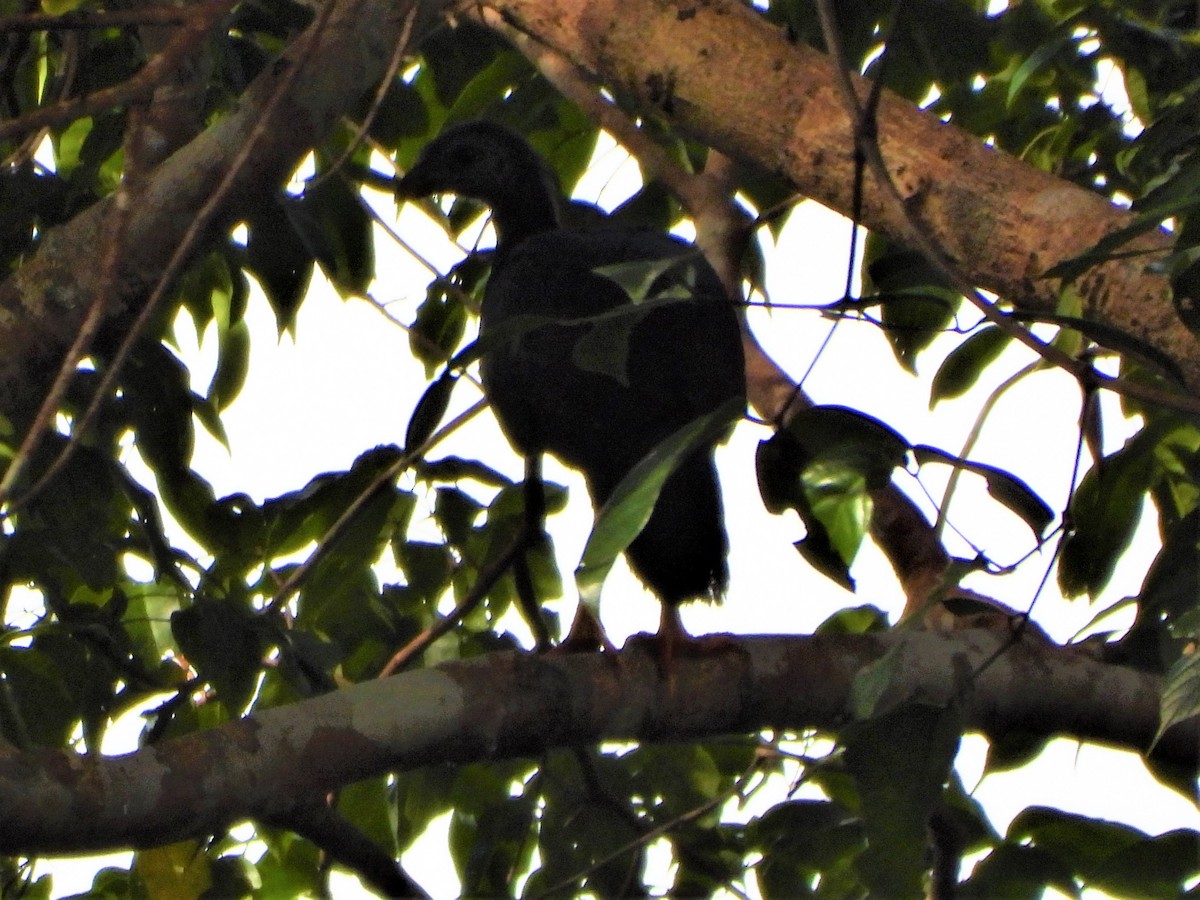 Yellow-legged Brushturkey - ML623901077