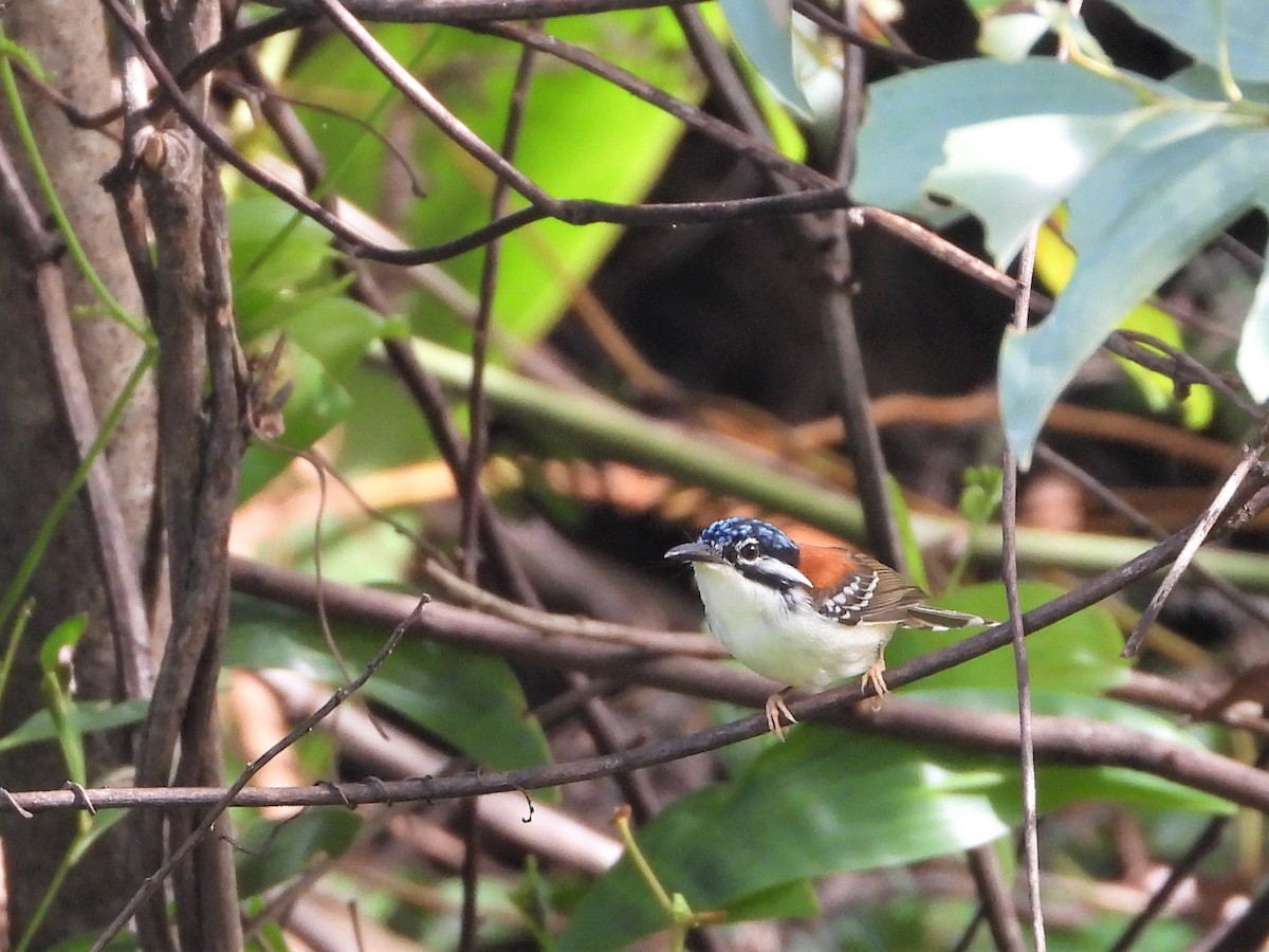 Wallace's Fairywren - ML623901087