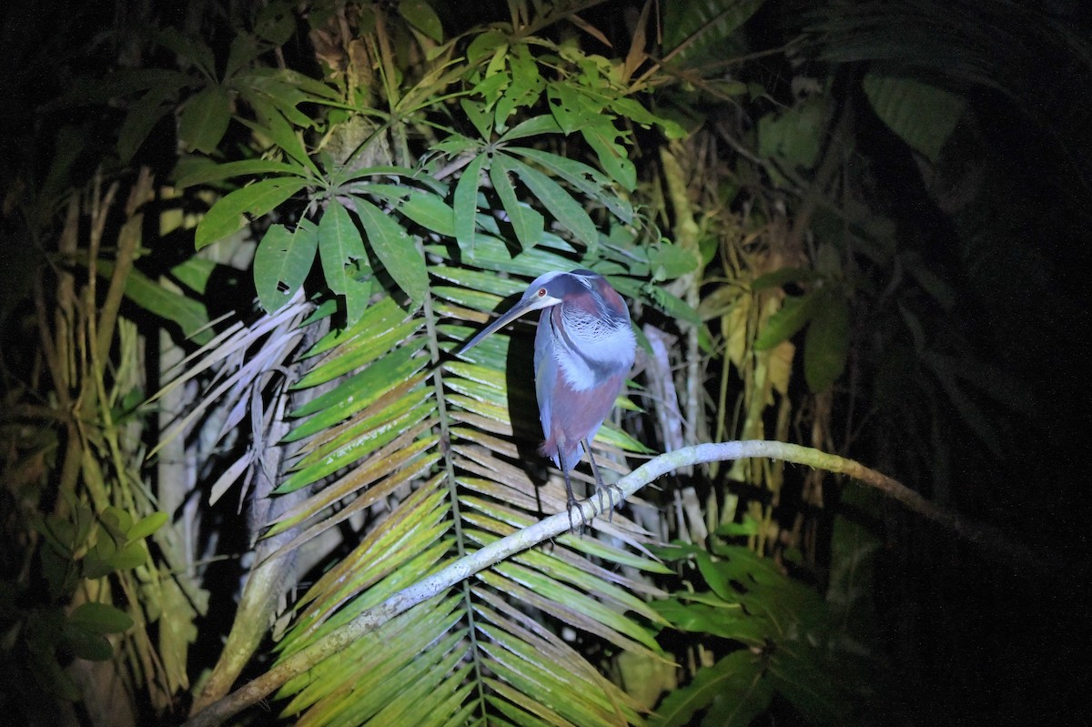 Agami Heron - ML623901090