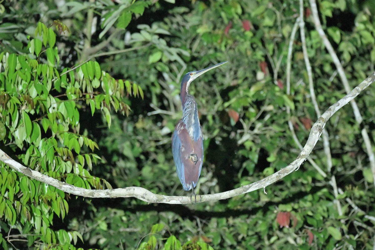 Agami Heron - ML623901097