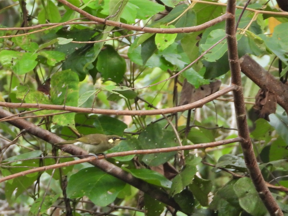 Puff-backed Honeyeater - ML623901099