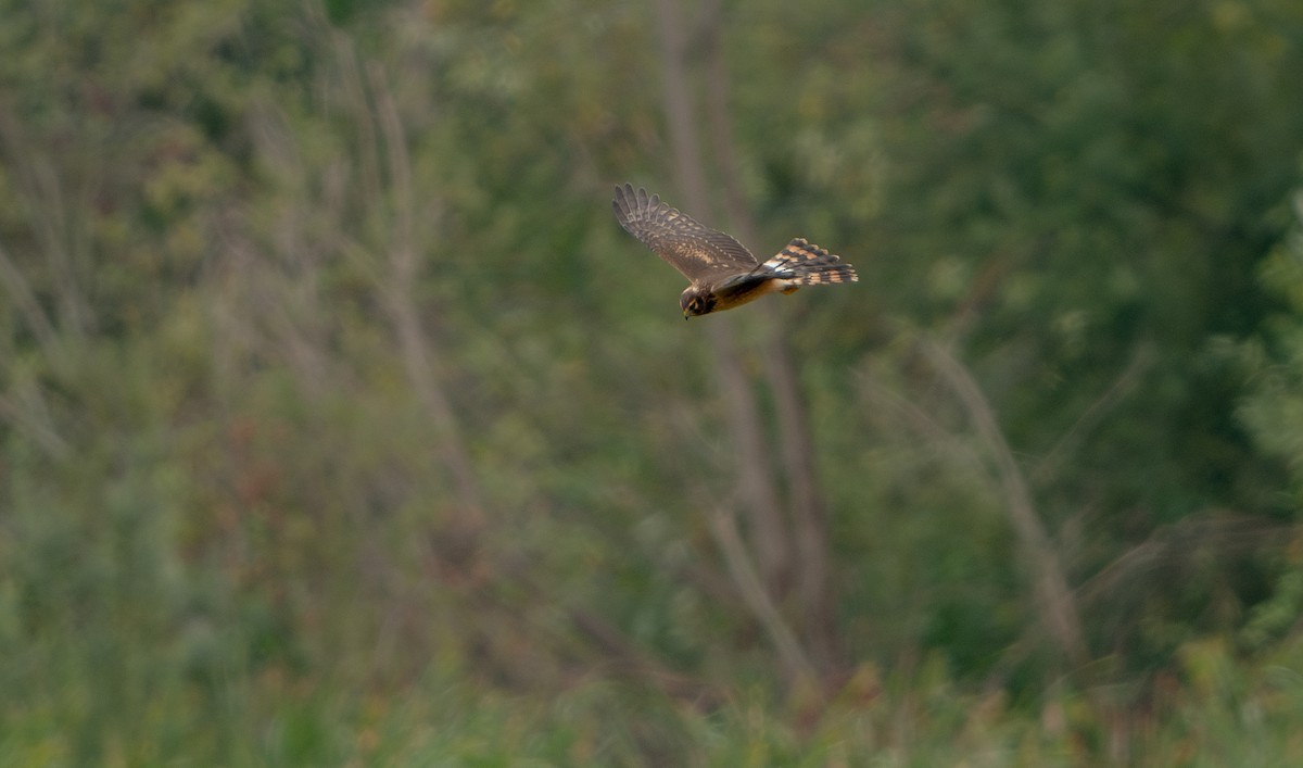 Northern Harrier - ML623901110