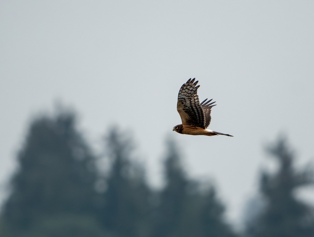 Northern Harrier - ML623901111