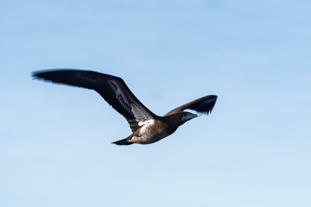 Galapagos Shearwater - ML623901113