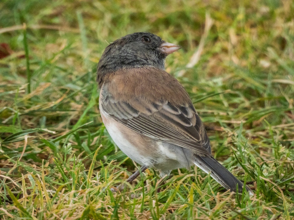 Dark-eyed Junco (Oregon) - ML623901120