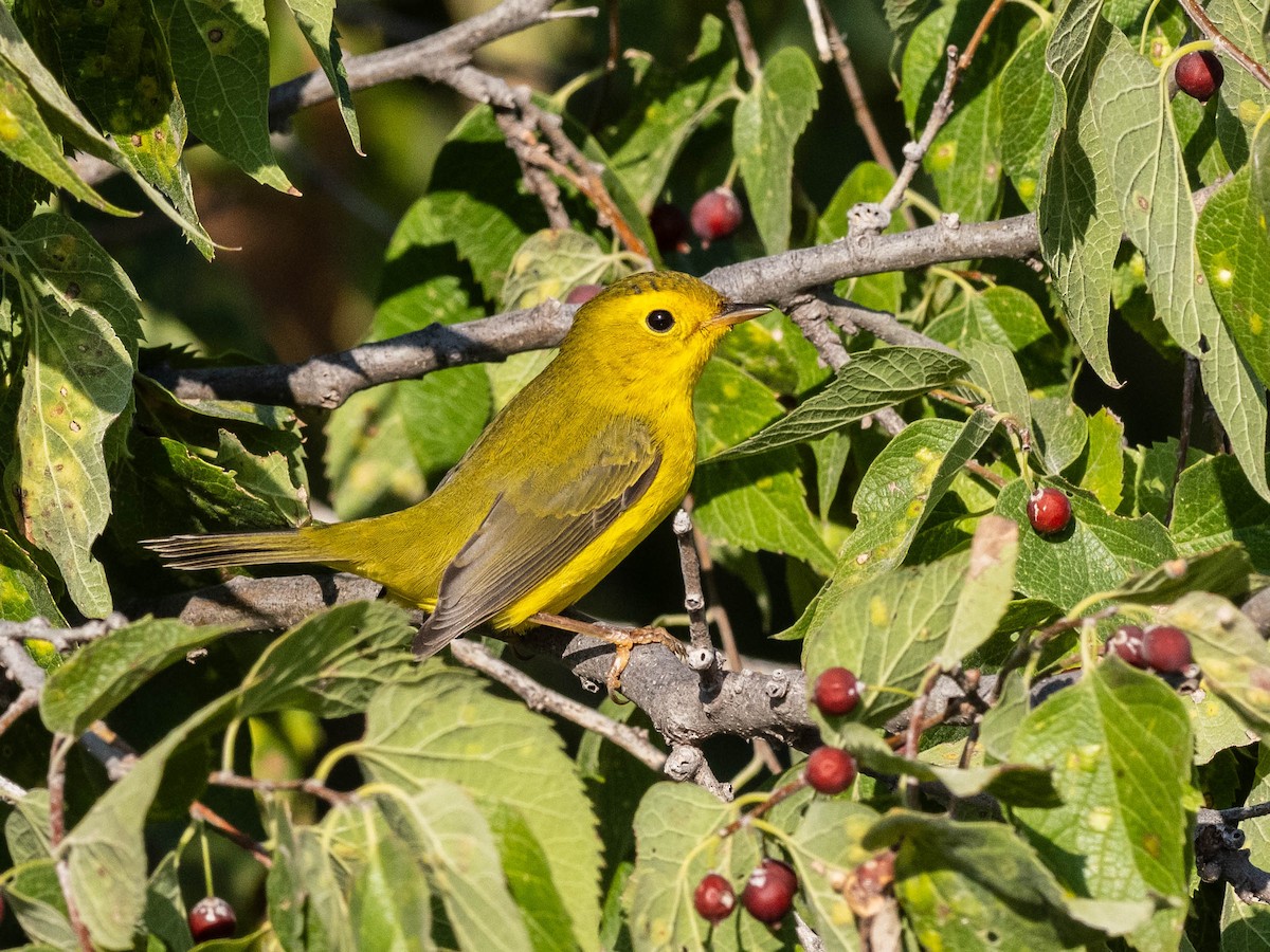 Wilson's Warbler - ML623901129
