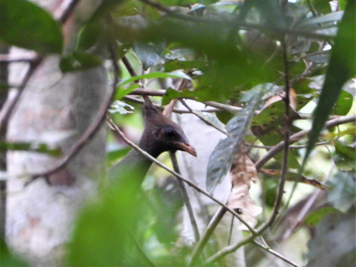 Orange-footed Megapode - ML623901137