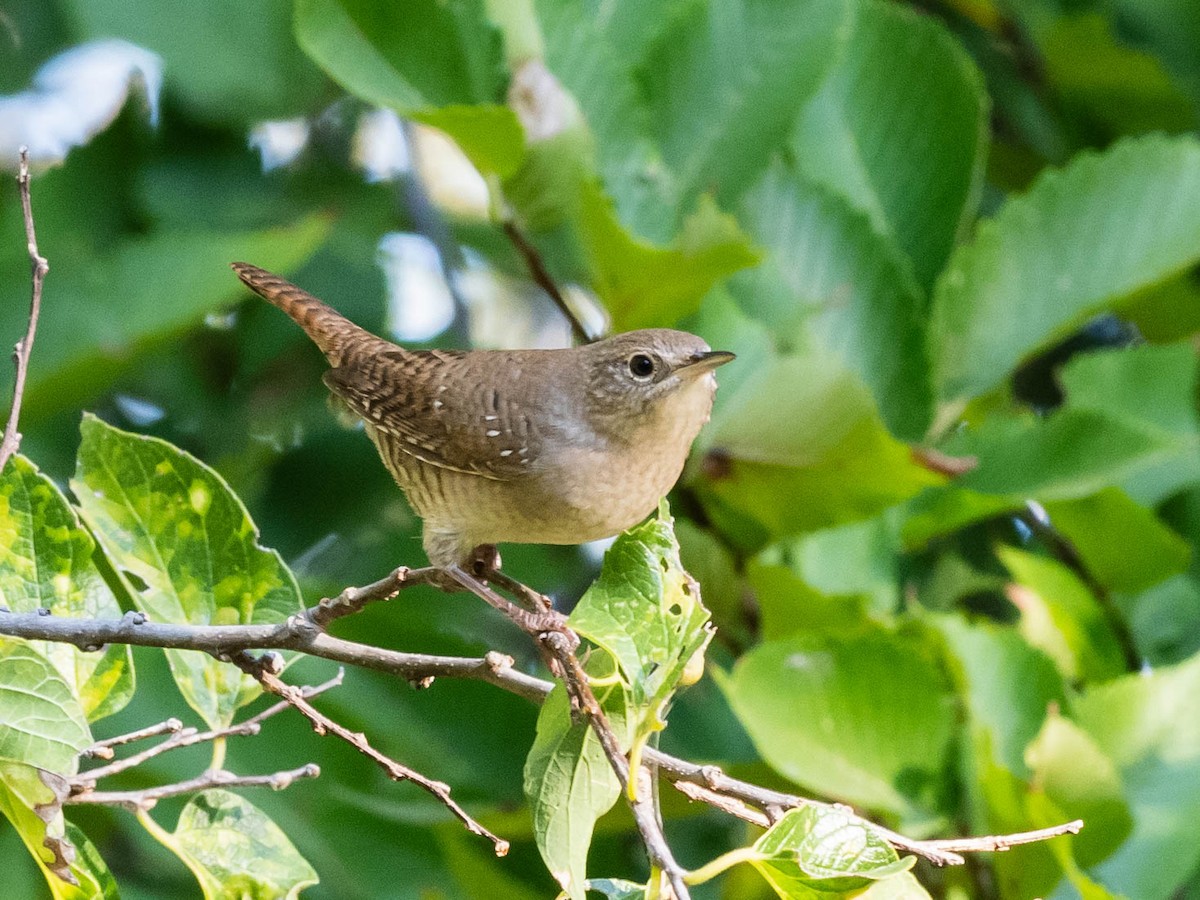 Northern House Wren - ML623901144