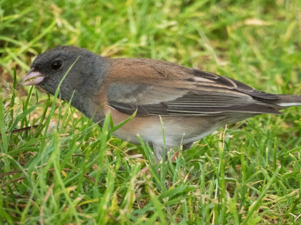 Junco Ojioscuro (grupo oreganus) - ML623901146