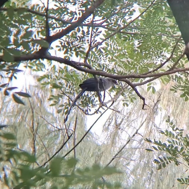 Green-billed Malkoha - ML623901156