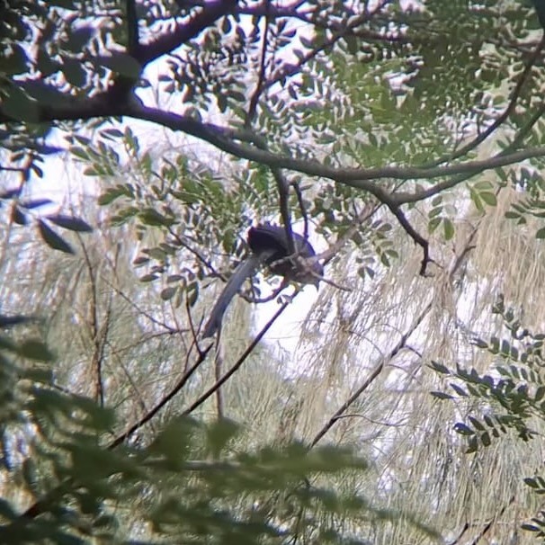 Green-billed Malkoha - ML623901173