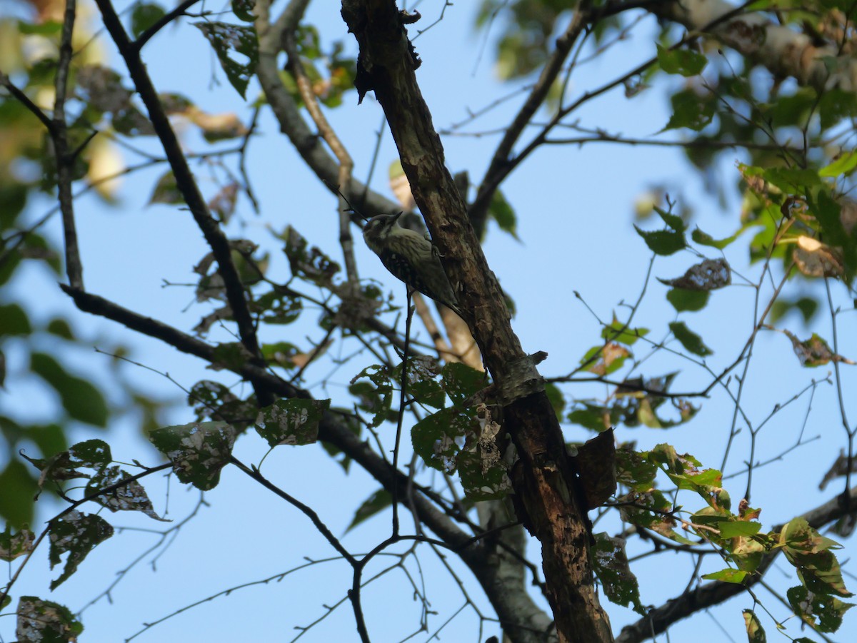 Japanese Pygmy Woodpecker - ML623901181