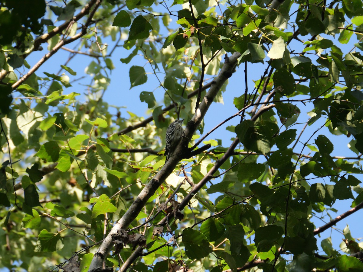 Japanese Pygmy Woodpecker - ML623901182