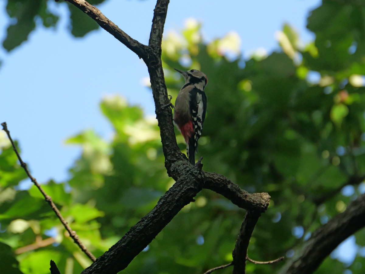 Great Spotted Woodpecker - ML623901189