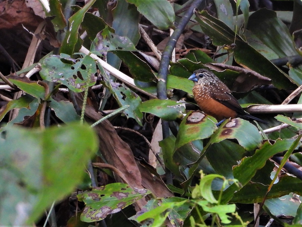 White-spotted Munia - ML623901194