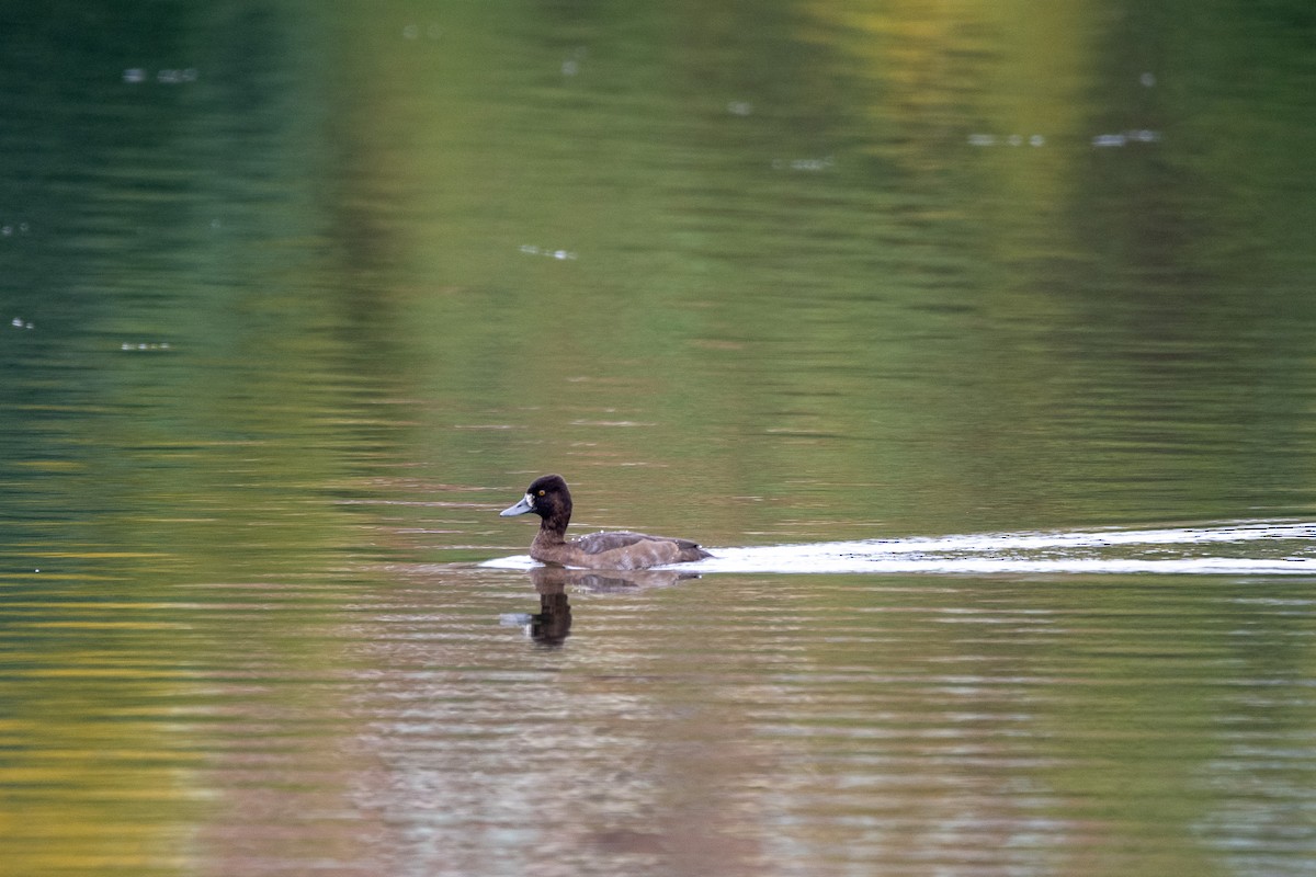 Lesser Scaup - ML623901196