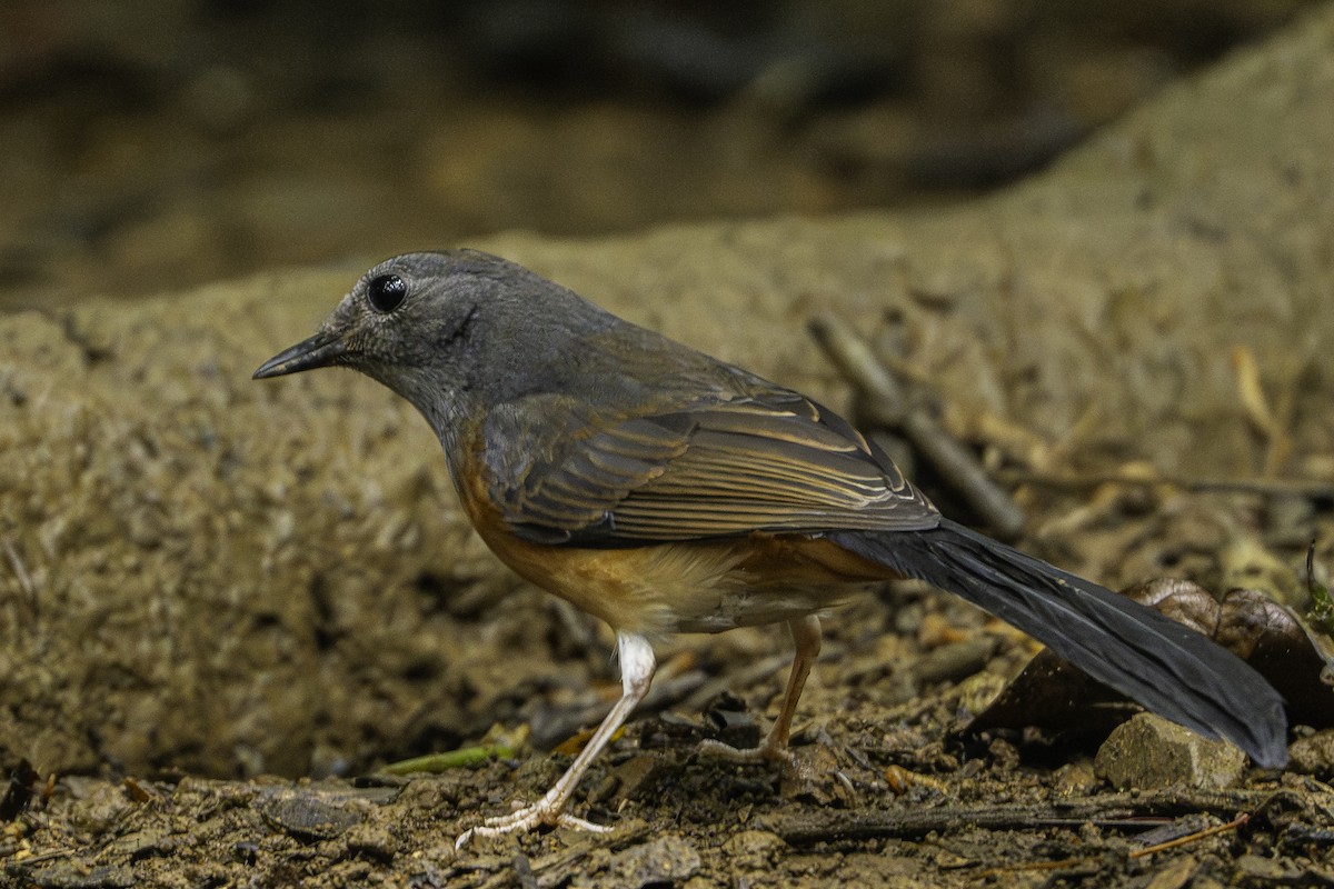 White-rumped Shama - ML623901216