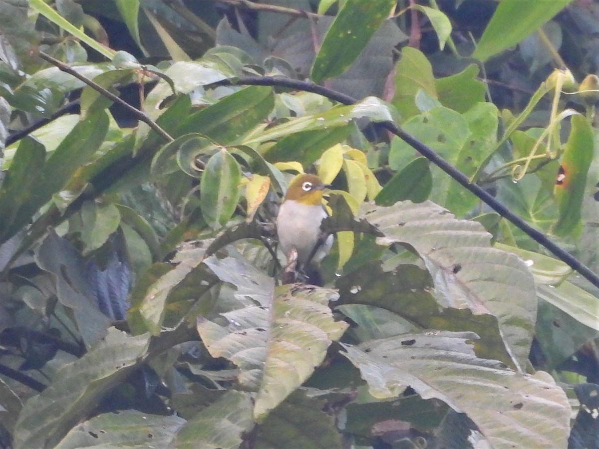 New Guinea White-eye - ML623901222