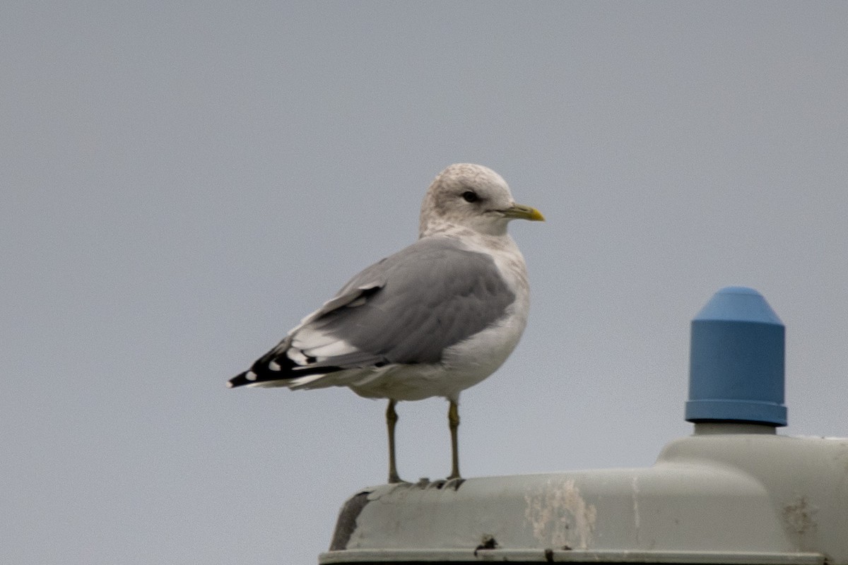 Short-billed Gull - ML623901223