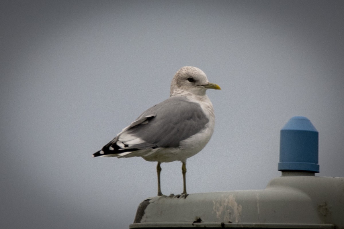 Short-billed Gull - ML623901224