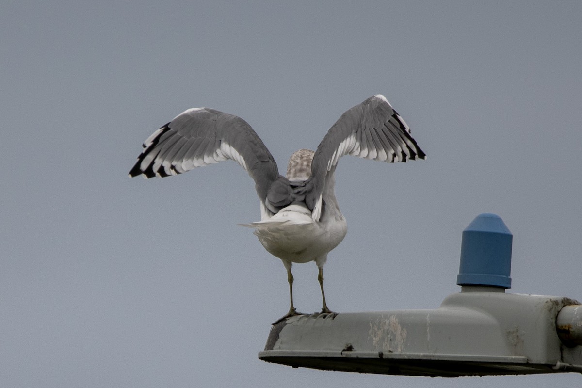 Short-billed Gull - ML623901225