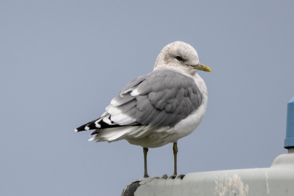 Short-billed Gull - ML623901226