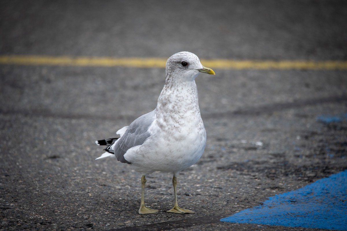 Short-billed Gull - ML623901227