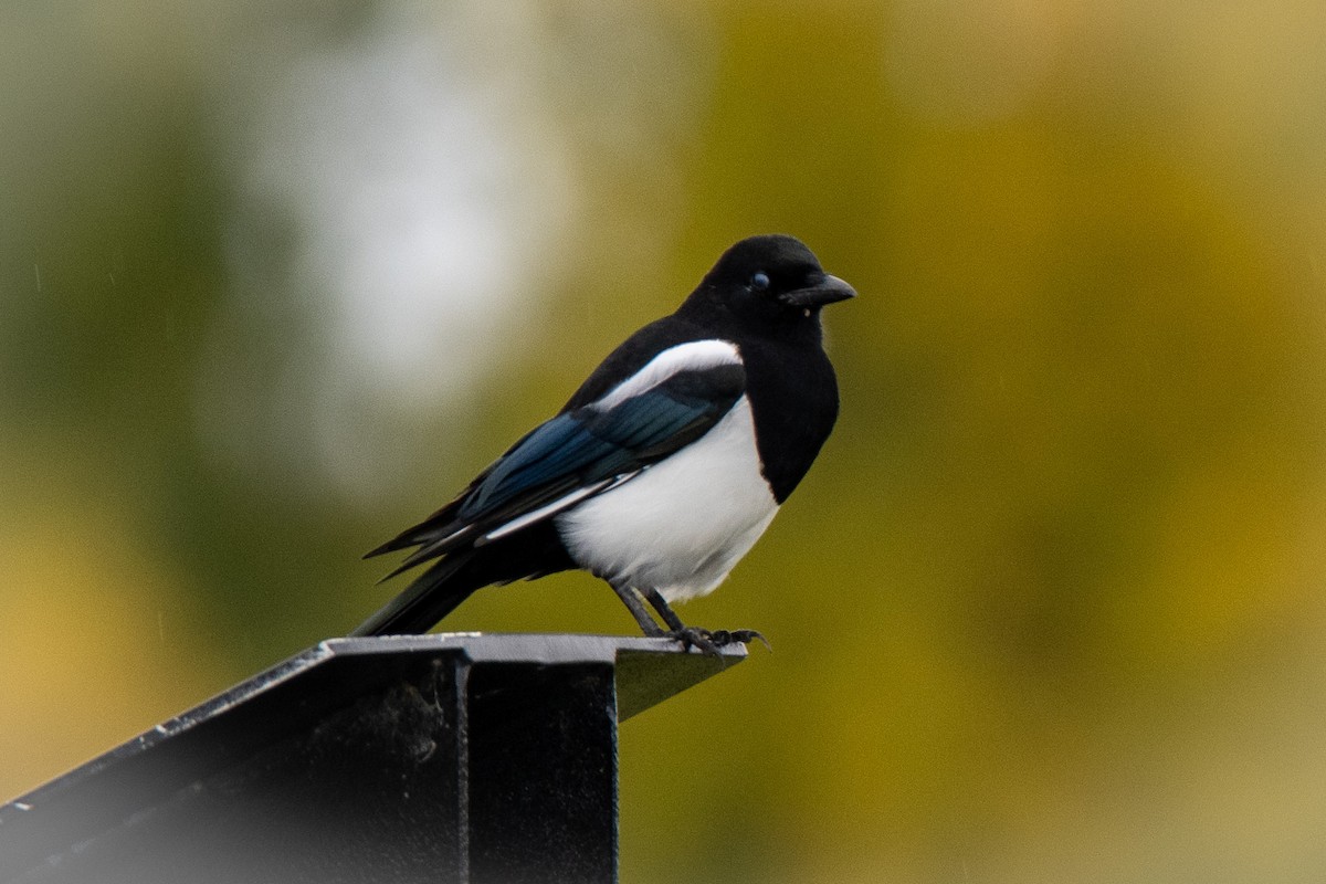 Black-billed Magpie - ML623901235