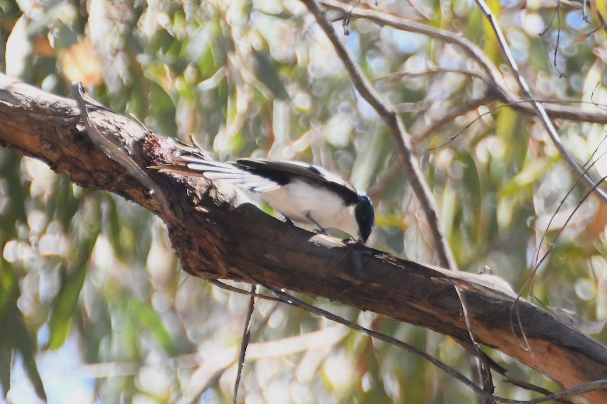 Restless Flycatcher - Michael Louey