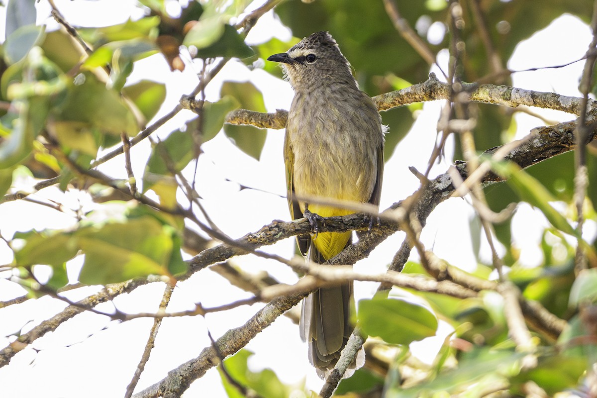 Flavescent Bulbul - David Bishop