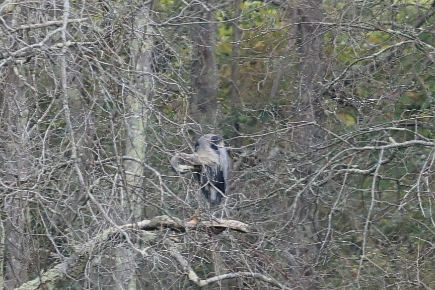 Great Blue Heron - ML623901272