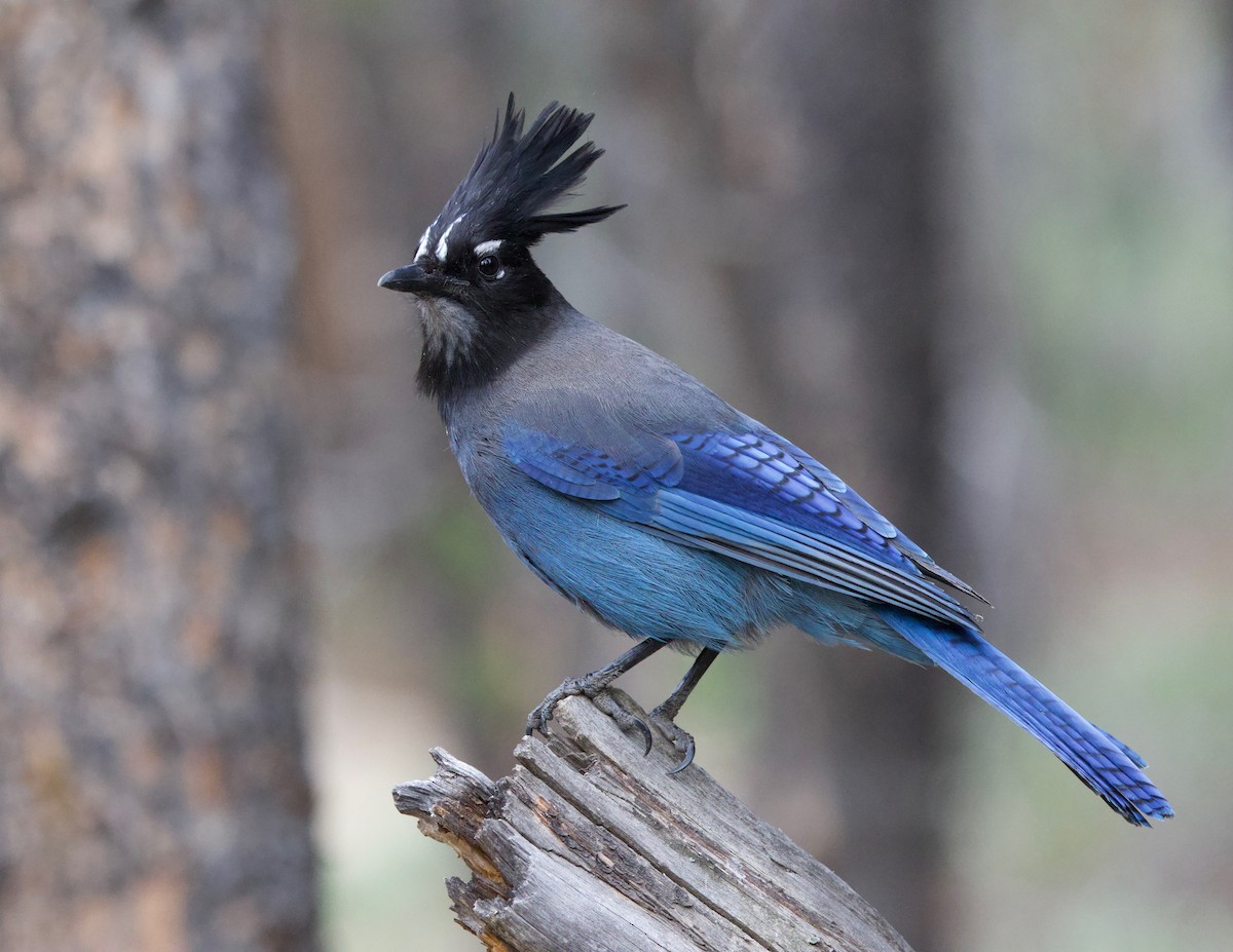 Steller's Jay - ML623901274