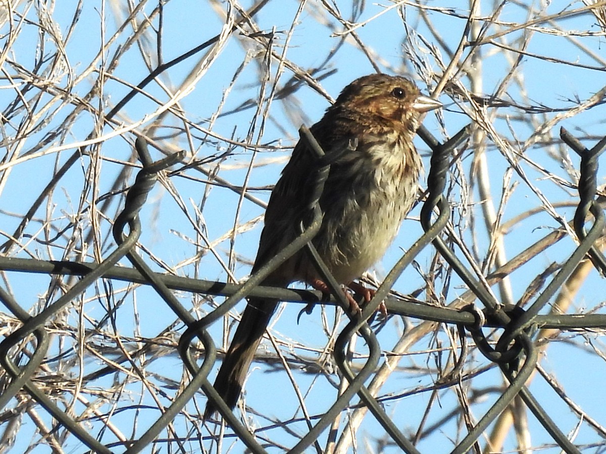 Song Sparrow - ML623901280