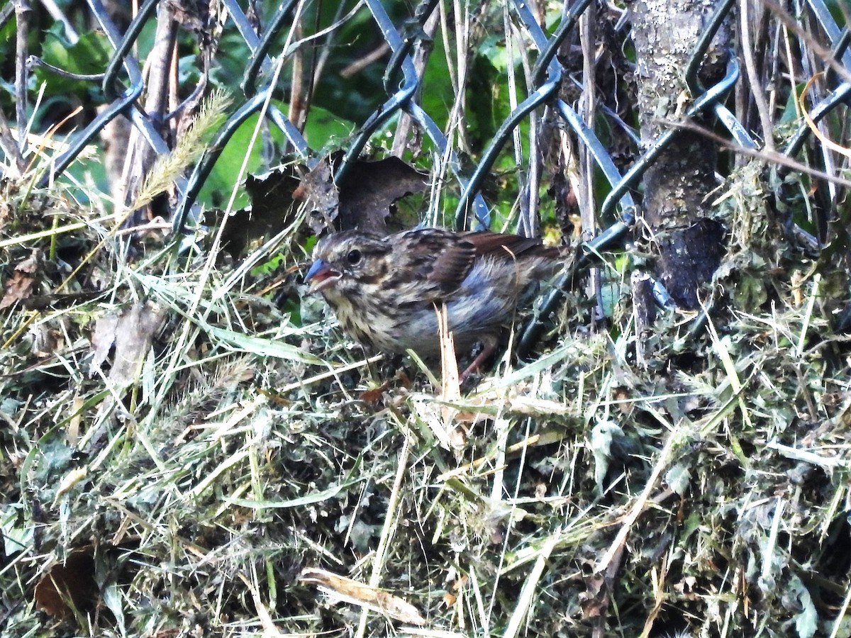 Song Sparrow - ML623901281