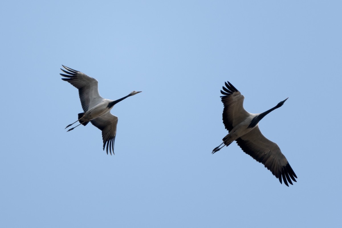 Demoiselle Crane - ML623901340