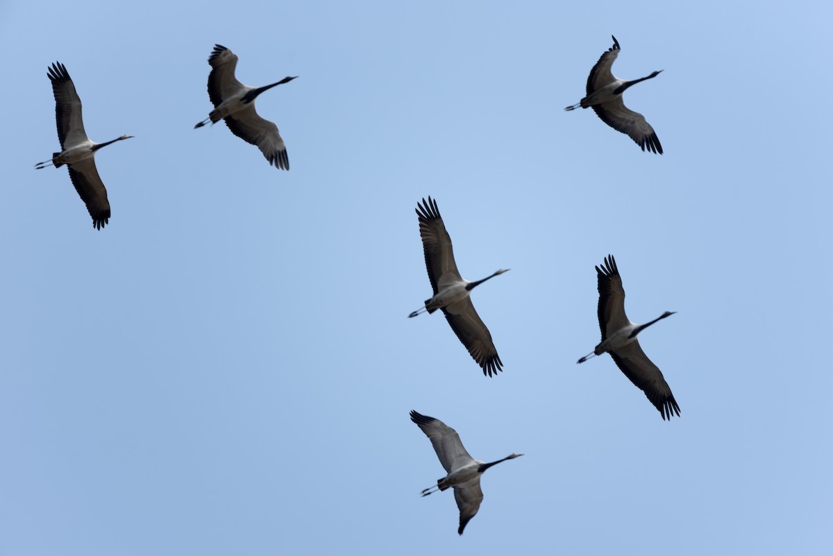 Demoiselle Crane - ML623901341