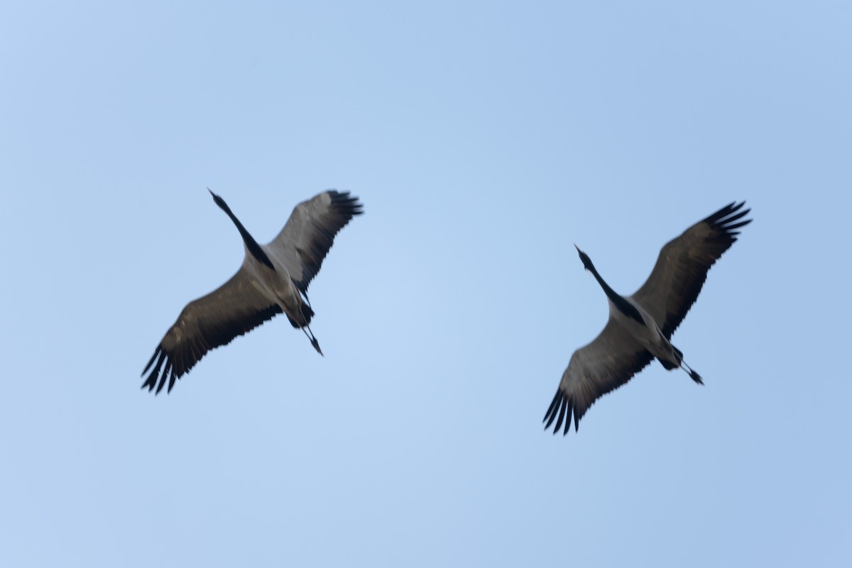 Demoiselle Crane - ML623901343