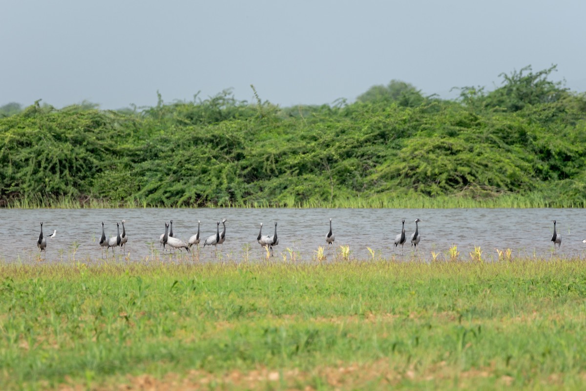 Demoiselle Crane - ML623901344