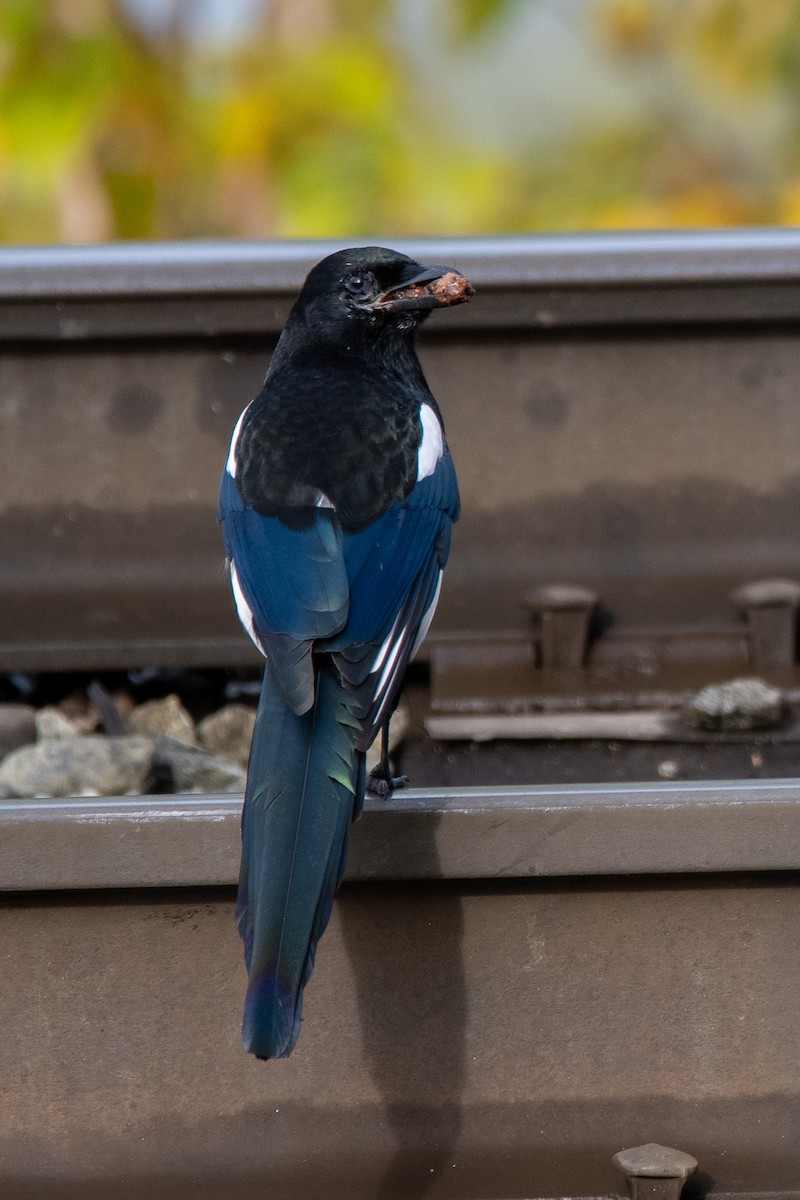 Black-billed Magpie - ML623901347