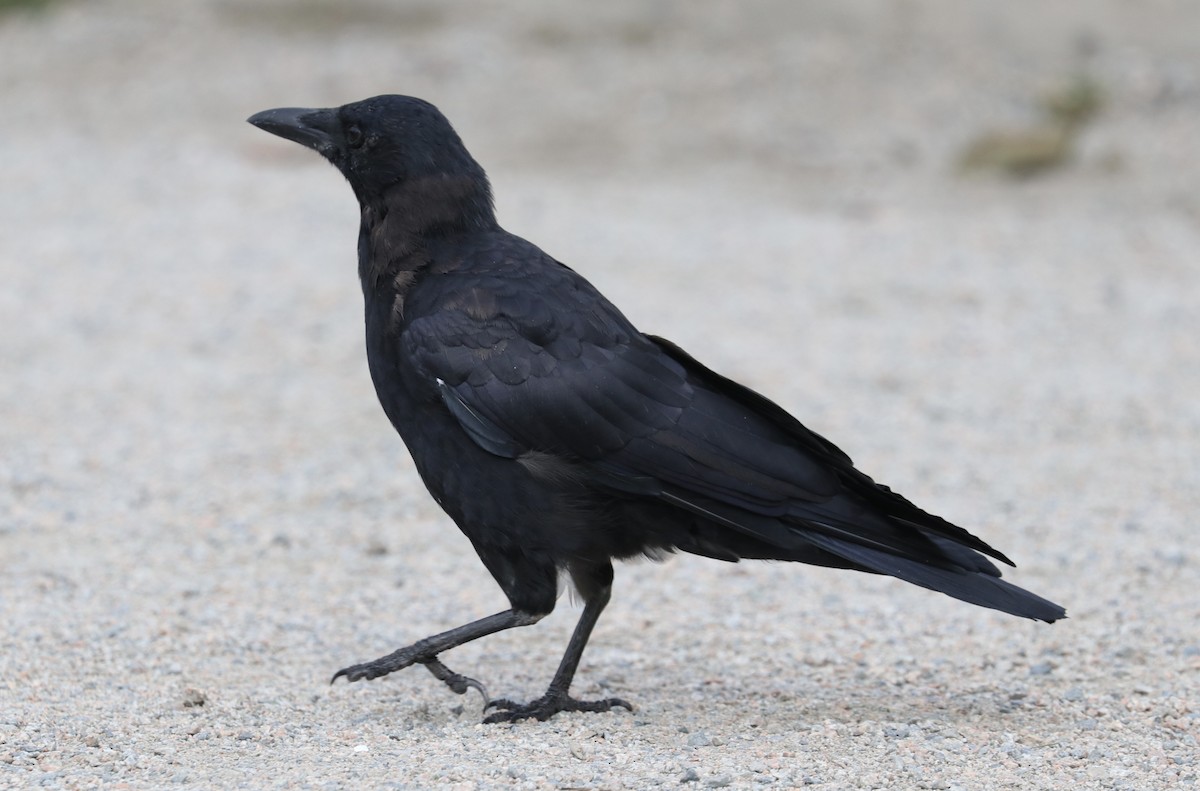American Crow - ML623901361