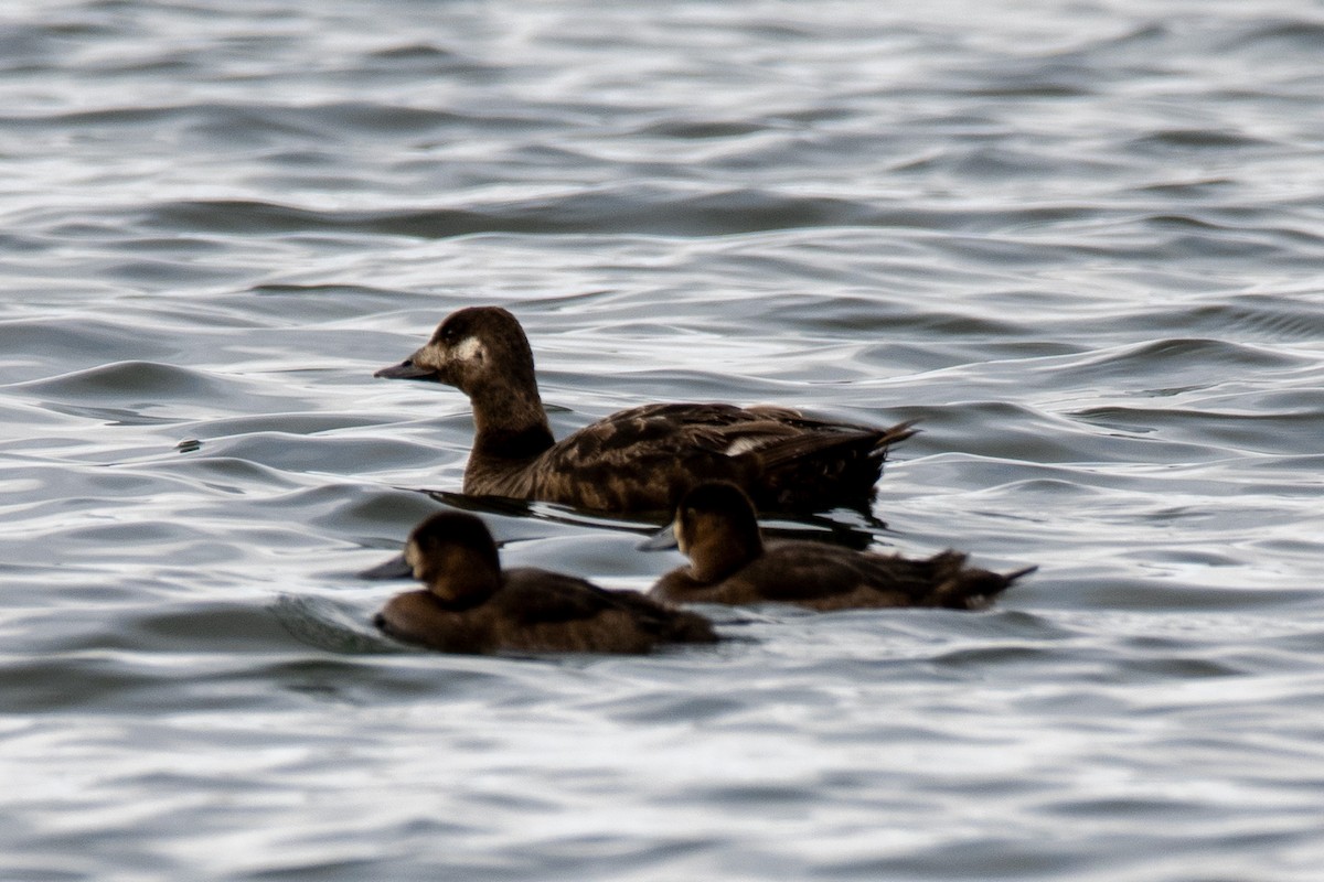 White-winged Scoter - ML623901367