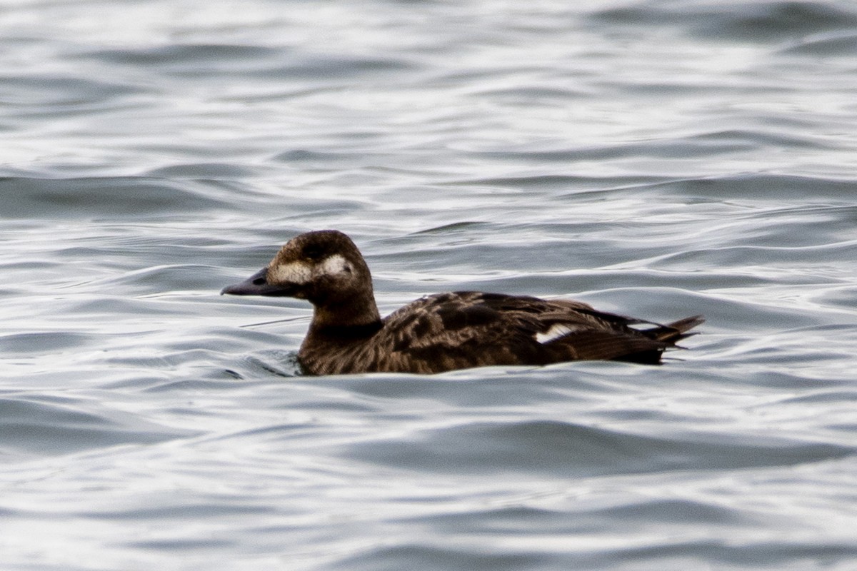 White-winged Scoter - ML623901368