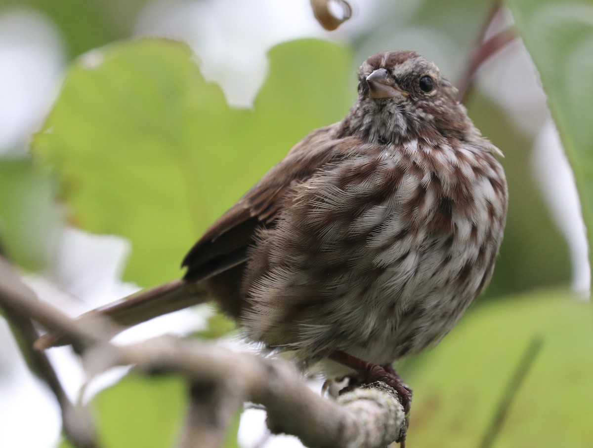 Song Sparrow - ML623901394