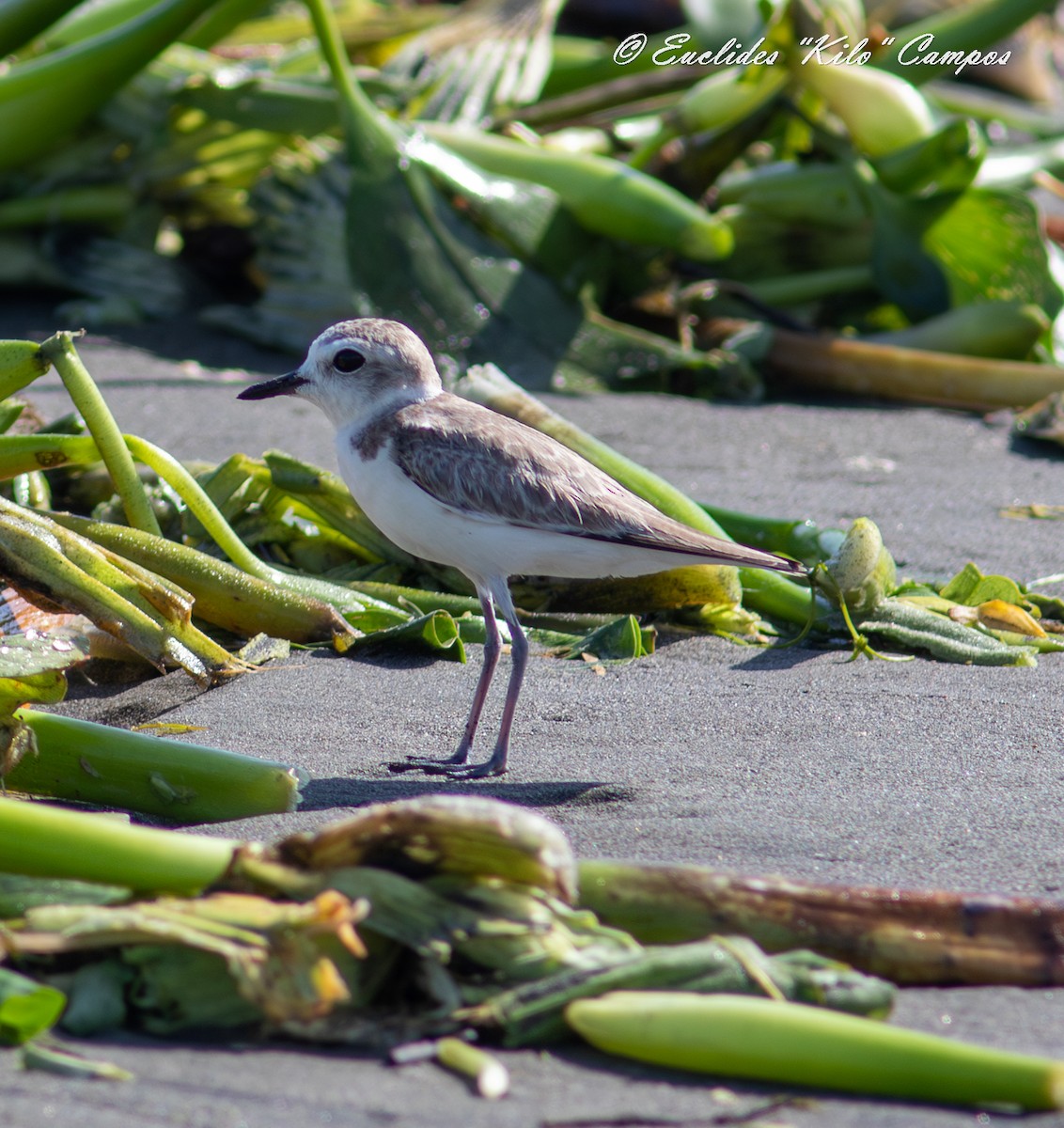 Snowy Plover - ML623901395